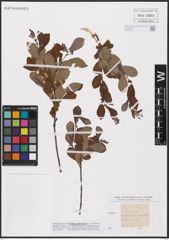 Foto von Salix aurita L.